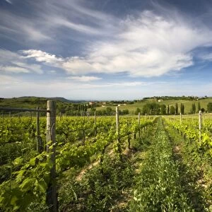 Vineyard with the hill town of Montepulciano in the distance, Tuscany, Italy, Europe