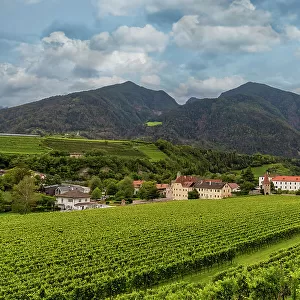 Vineyard around Neustift convent, in summer. Neustift Convent, Brixen, South Tyrol, Italy, Europe