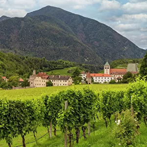 Vineyard around Neustift convent, in summer. Neustift Convent, Brixen, South Tyrol, Italy, Europe