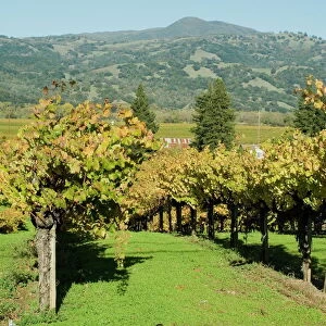 Vineyard, Sonoma County