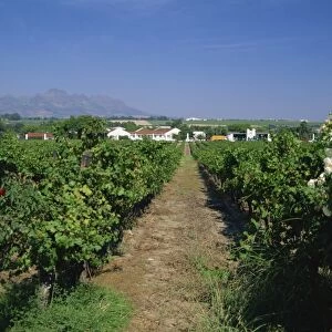 Vineyard at Stellenbosch, Cape Province, South Africa, Africa