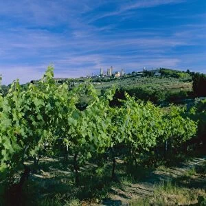 Vineyard and town in the distance