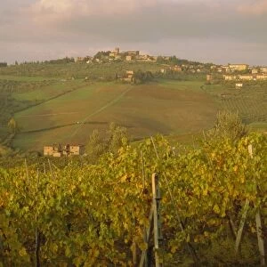 Vineyard, Tuscany