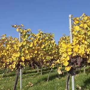 Vineyards in autumn, Esslingen, Baden Wurttemberg, Germany, Europe