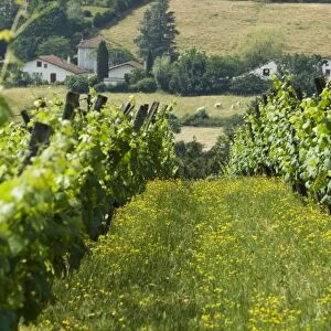 Vineyards in countryside near Saint Jean Pied de Port (St. -Jean-Pied-de-Port)