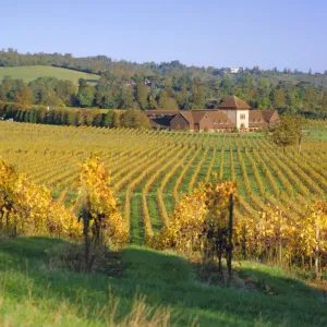 Vineyards, Dorking, Surrey, England