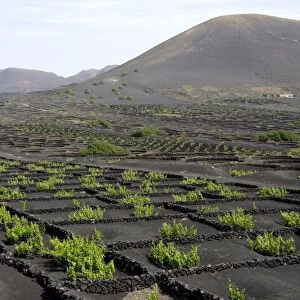 Vineyards of La Geria on volcanic ash of 1730s eruptions, Lanzarote, Canary Islands