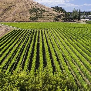 Vineyards at Mission Estate Winery, Napier, Hawkes Bay Region, North Island, New Zealand