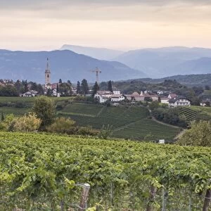Vineyards near to Caldaro, South Tyrol, Italy, Europe