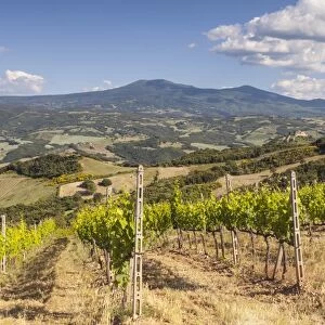 Vineyards near to Montalcino, Val d Orcia, UNESCO World Heritage Site, Tuscany, Italy, Europe