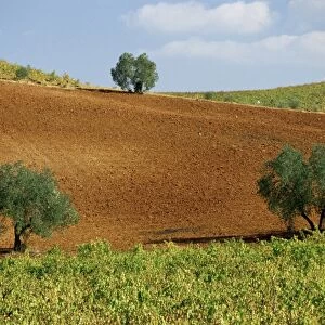 Vineyards near Montilla
