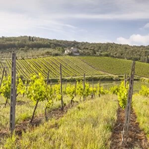 Vineyards near Radda in Chianti, Tuscany, Italy, Europe