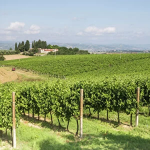 Vineyards near to Todi, Umbria, Italy, Europe