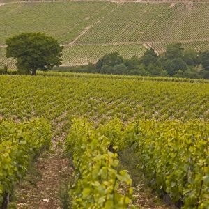 Vineyards, Prehy, Burgundy, France, Europe