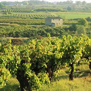 Vineyards, Provence, France, Europe