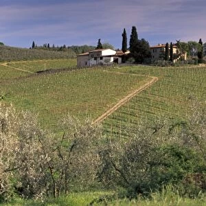 Vineyards at San Donato