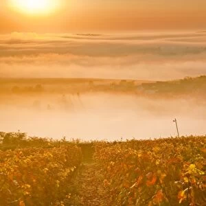 The vineyards of Sancerre during a heavy autumn mist, Cher, Centre, France, Europe