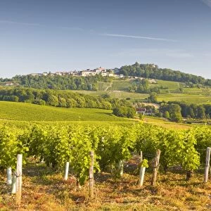 The vineyards of Sancerre in the Loire Valley, Cher, Centre, France, Europe