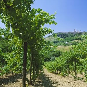 Vineyards below the town of San Gimignano