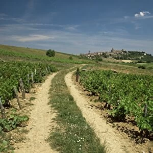 Vineyards with village in distance, Vezeley, Burgundy, France, Europe