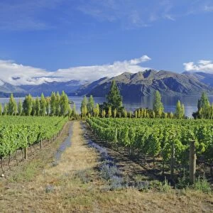 Vineyards at Winery on shores of Lake Wanaka