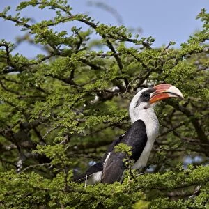 Von Der Deckens hornbill (Tockus deckeni), male, Ngorongoro Conservation Area, UNESCO