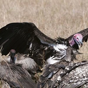 Vultures feeding on a carcass, Masai Mara, Kenya, East Africa, Africa