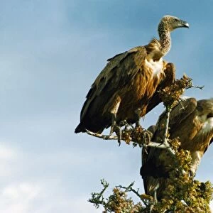 Vultures, Masai Mara National Park