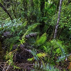 Waipoua Kauri Forest, Northland, North Island, New Zealand, Pacific