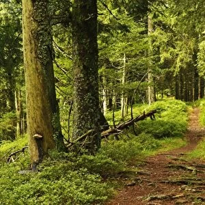 Walking trail, Hochkopf, near Schonau, Black Forest, Baden-Wurttemberg, Germany, Europe