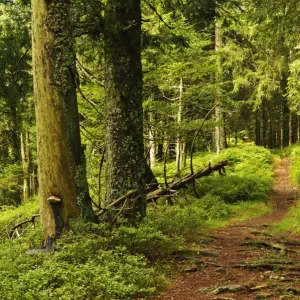 Walking trail, Hochkopf, near Schonau, Black Forest, Baden-Wurttemberg, Germany, Europe