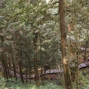 Walkway in cedar forest