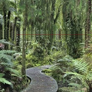 Walkway through Swamp Forest, Ships Creek, West Coast, South Island, New Zealand, Pacific