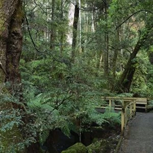 Walkway through temperate rainforest, Mount Field National Park, UNESCO World Heritage Site
