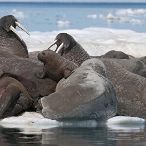Walrus (Odobenus rosmarinus) females with baby hauled out on pack ice to rest and sunbathe, Foxe Basin, Nunavut, Canada, North America