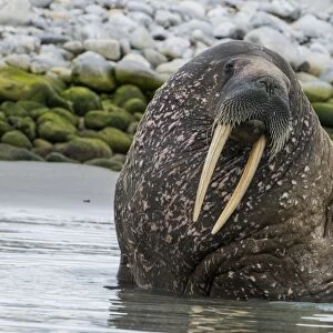 Walrus (Odobenus rosmarus), Magdalenen Fjord, Svalbard, Arctic, Norway, Scandinavia, Europe
