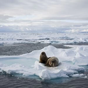 Walrus (Odobenus rosmarus) on pack ice