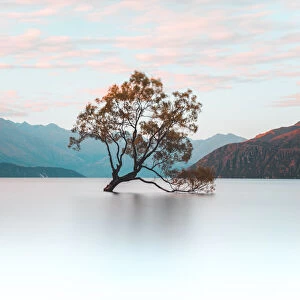 That Wanaka Tree, Wanaka, Otago, South Island, New Zealand, Pacific
