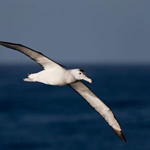 Wandering albatross (Diomedea exulans), Southern Ocean, Antarctic, Polar Regions