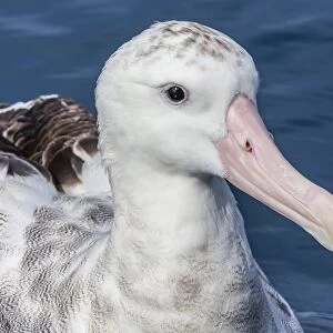 Wandering albatross, Diomedea exulans, in calm seas off Kaikoura, South Island, New Zealand