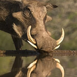 Warthog (Phacochoerus aethiopicus), at water, Mkhuze game reserve, KwaZulu-Natal