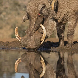 Warthog (Phacochoerus africanus) drinking, with redbilled oxpeckers, Zimanga game reserve