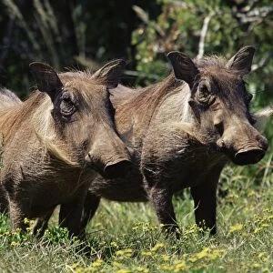 Warthogs (Phacochoerus aethiopicus)