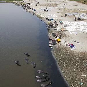Water buffalo drinking from the Yamuna River, a tributary of the Ganges River, while