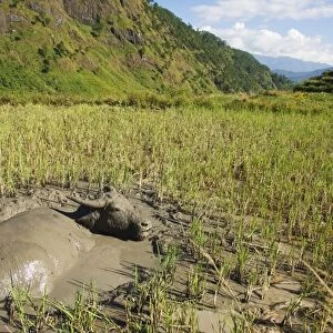 Water buffalo in mud pool in rice field
