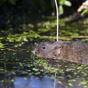 Water vole (Arvicola terrestris) swimming at the surface of a pond, British Wildlife Centre, Surrey, England, United Kingdom, Europe