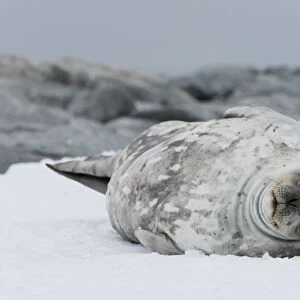 Weddell seal (Leptonychotes weddellii), Commonwealth Bay, Antarctica, Polar Regions