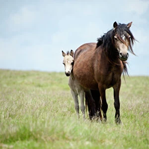 Welsh ponies and foals on the Mynydd Epynt moorland, Powys, Wales, United Kingdom, Europe