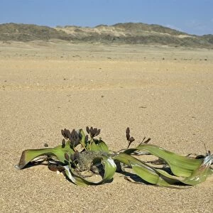 Welwitschia mirabilis plant, Namib-Naukluft National Park, Namibia, Africa