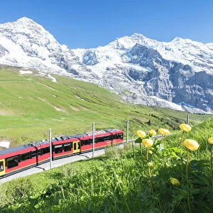 The Wengernalpbahn rack railway framed by flowers and snowy peaks, Wengen, Bernese Oberland
